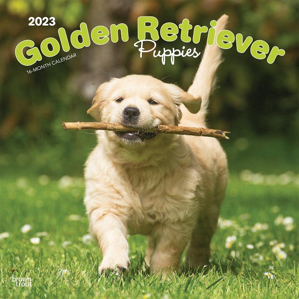 Golden Retriever Puppies 2023 Square Calendar Calendars