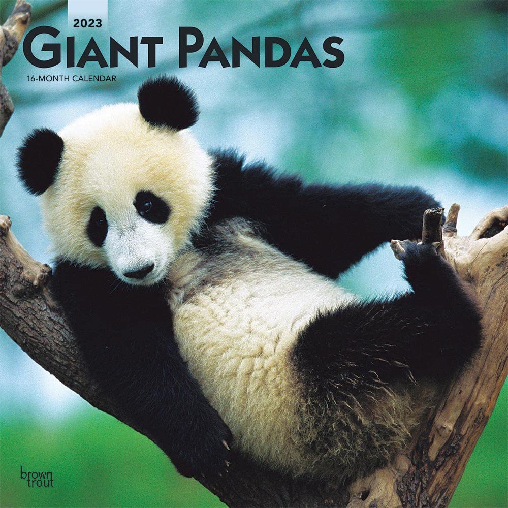 Giant Pandas 2023 Square Calendar Calendars
