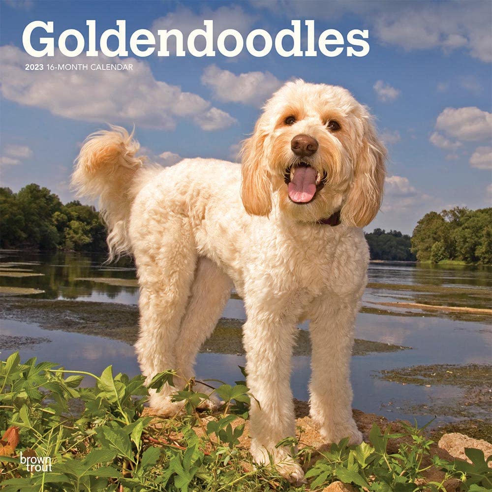 Goldendoodles 2023 Square Calendar Calendars