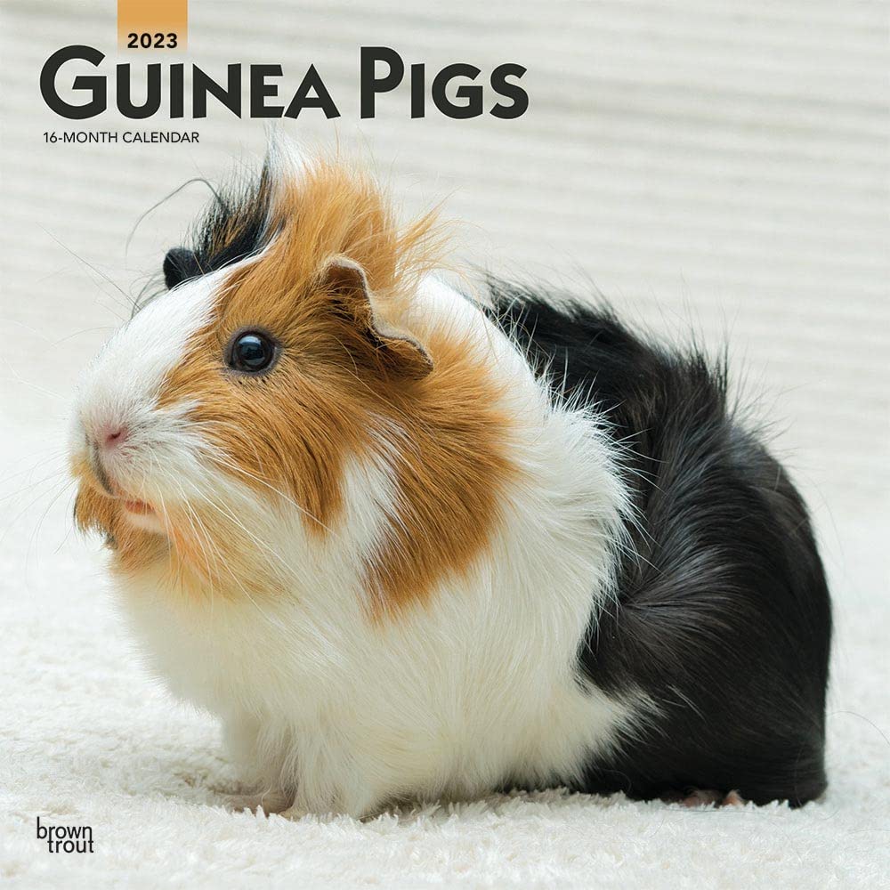 Guinea Pigs 2023 Square Calendars