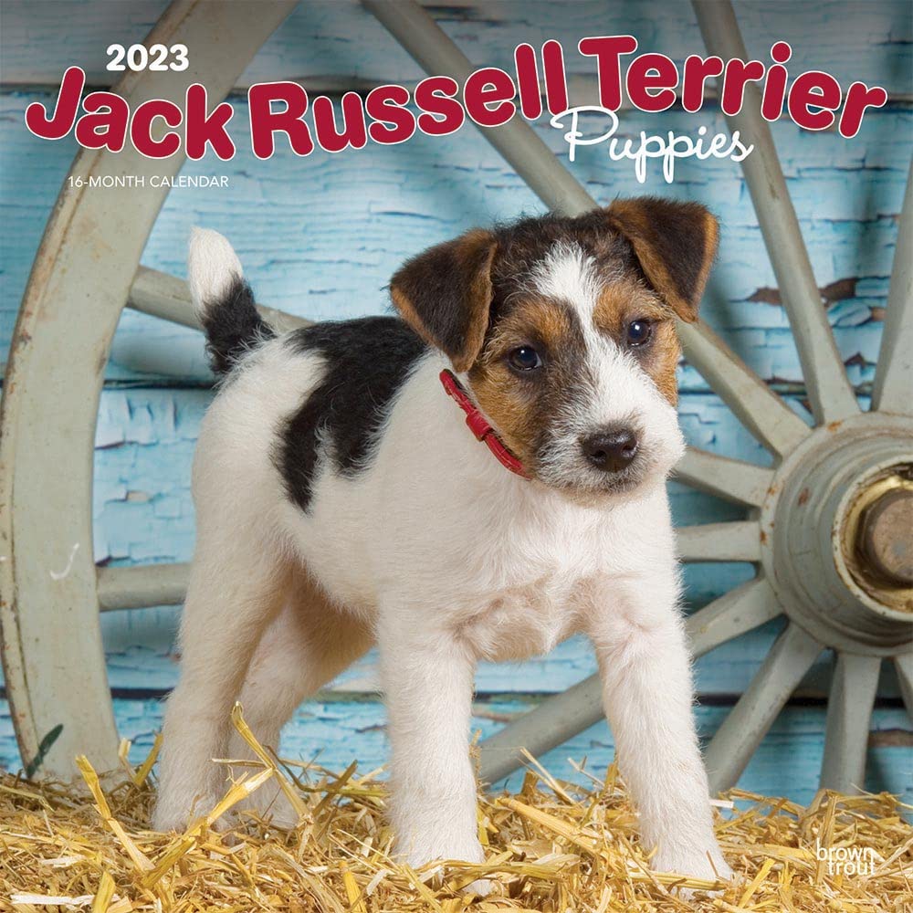 Jack Russell Terrier Puppies 2023 Square Calendars