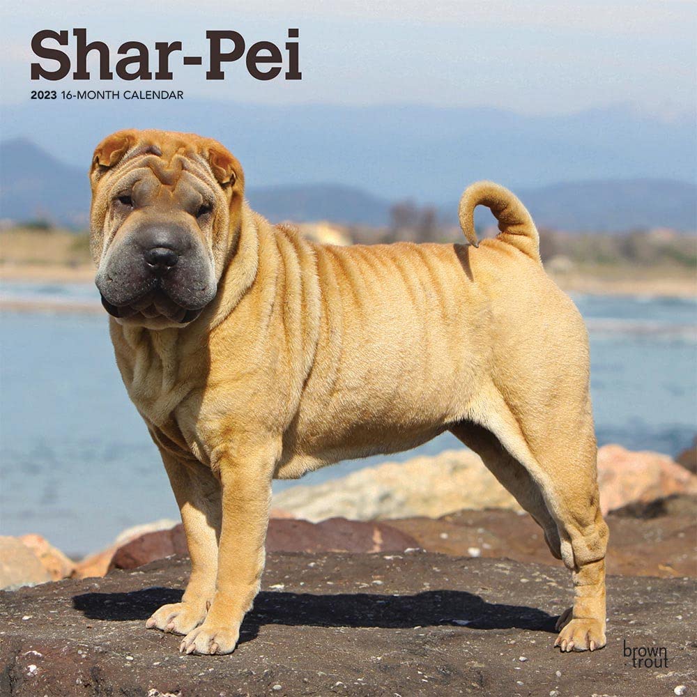 Shar Pei 2023 Square Calendars