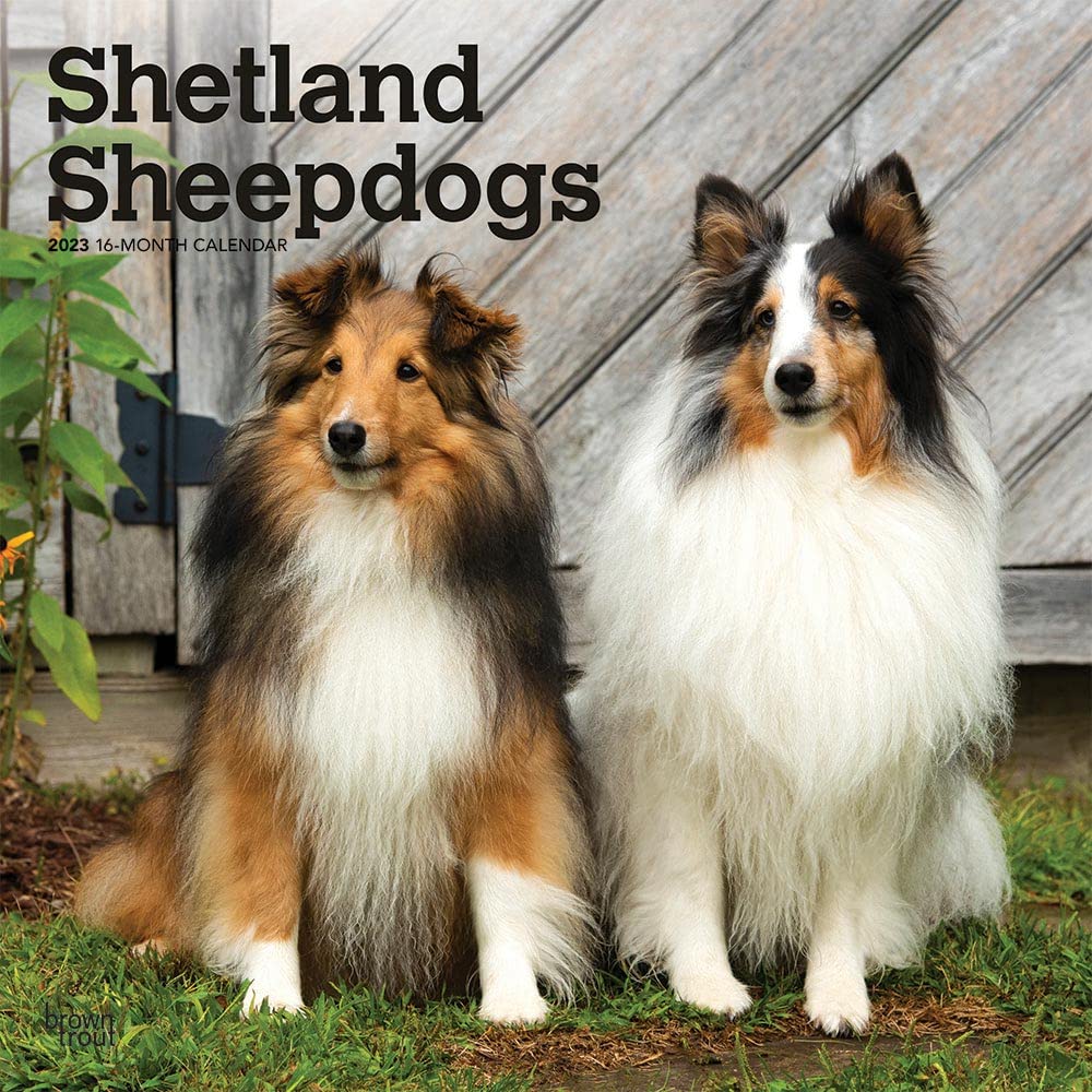 Shetland Sheepdogs 2023 Square Calendar Calendars