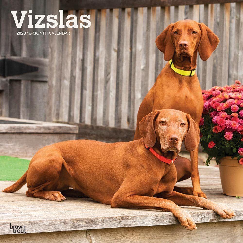 Vizslas 2023 Square Calendars