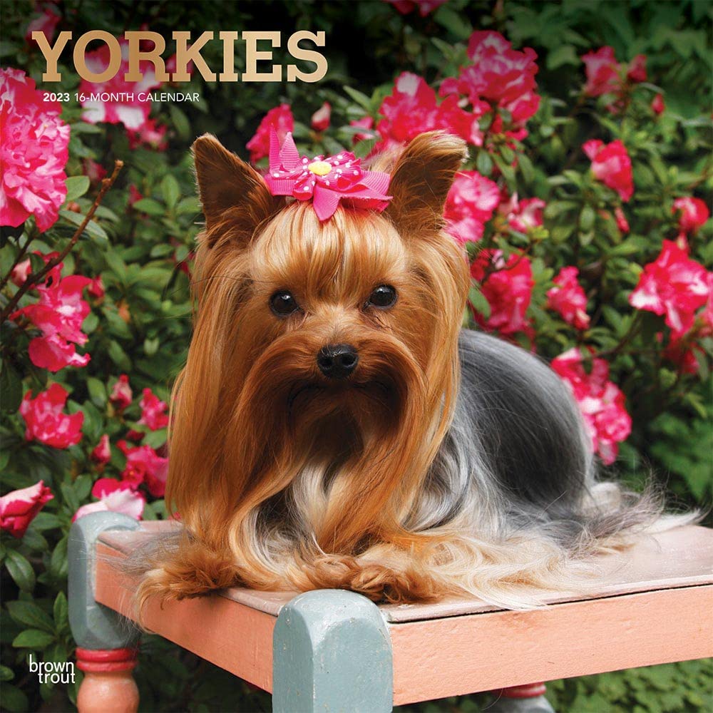 Yorkshire Terriers 2023 Square Foil Calendar Calendars