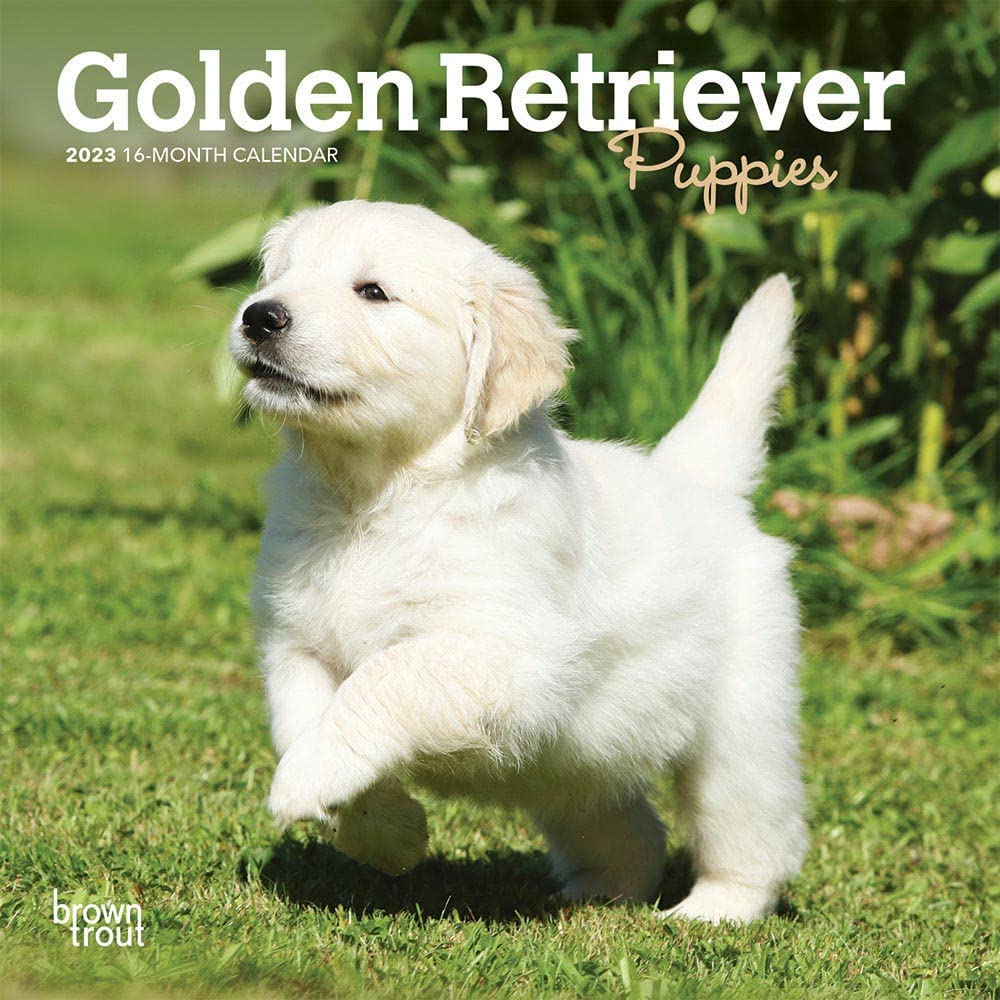 Golden Retriever Puppies 2023 Mini 7x7 Calendars
