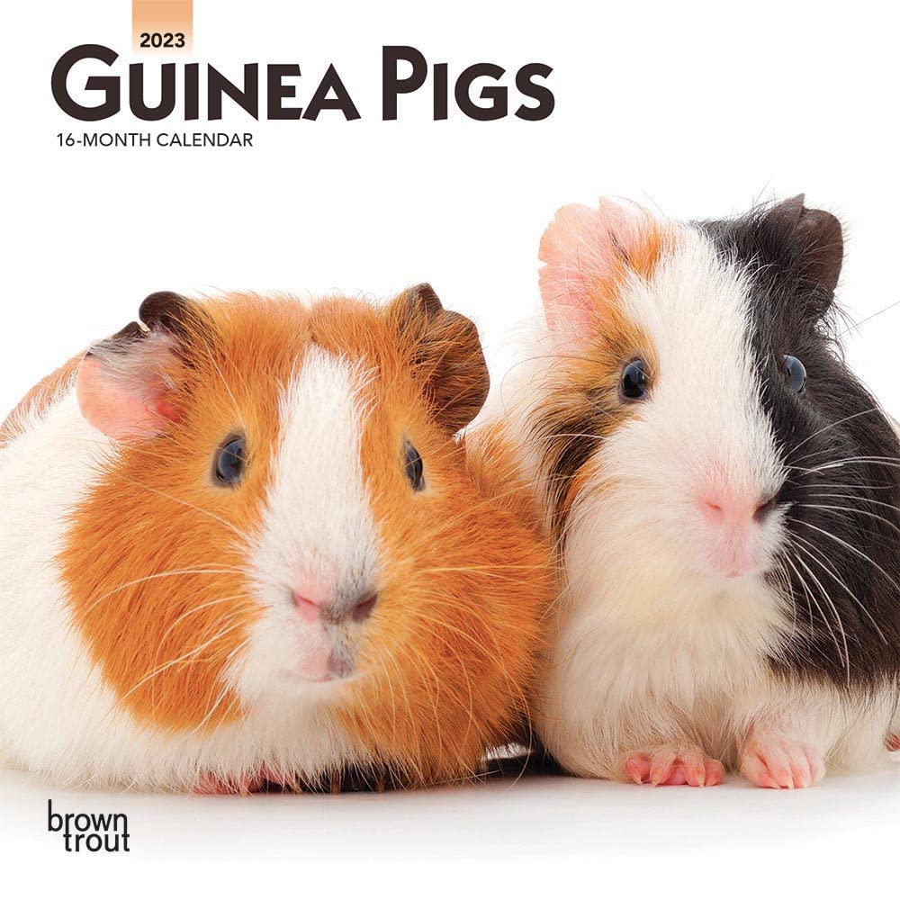 Guinea Pigs 2023 Mini 7x7 Calendar Calendars