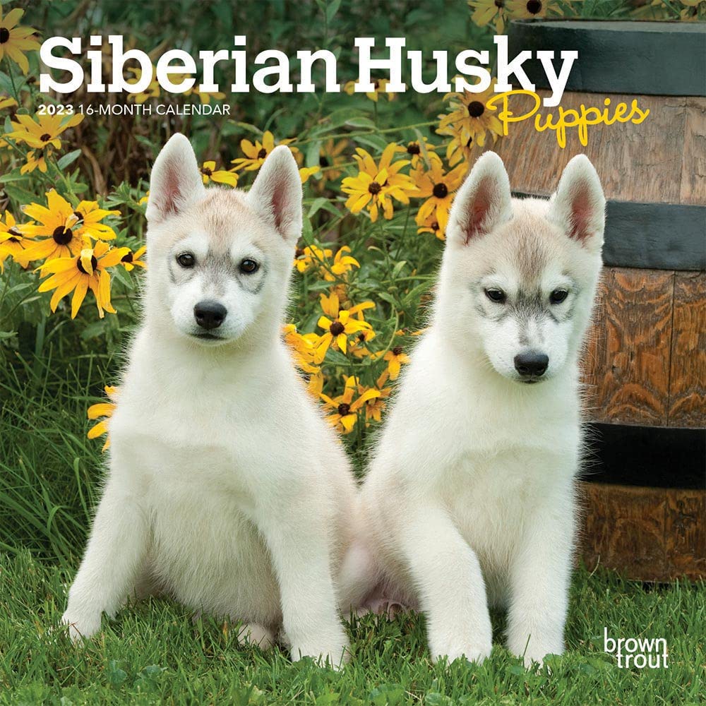 Siberian Husky Puppies 2023 Mini 7x7 Calendars