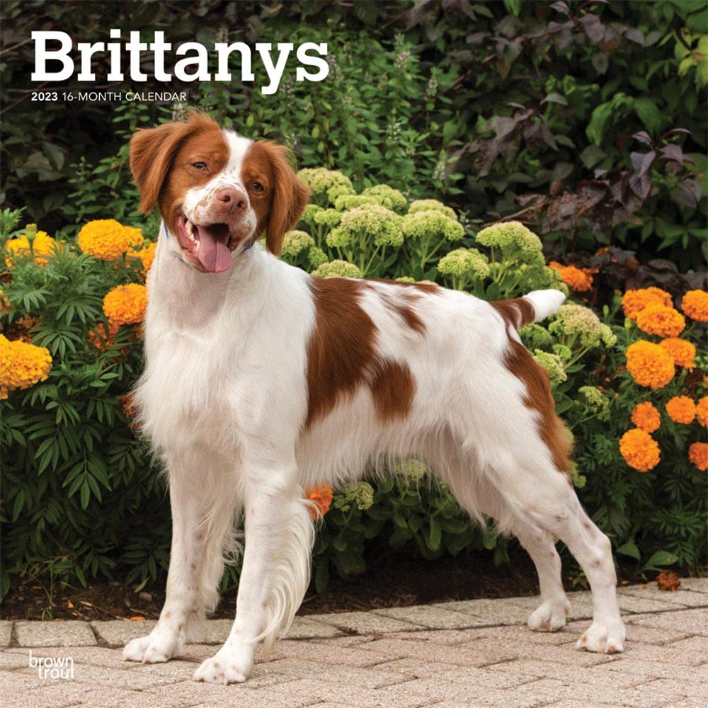Brittanys 2023 Square Calendar Calendars