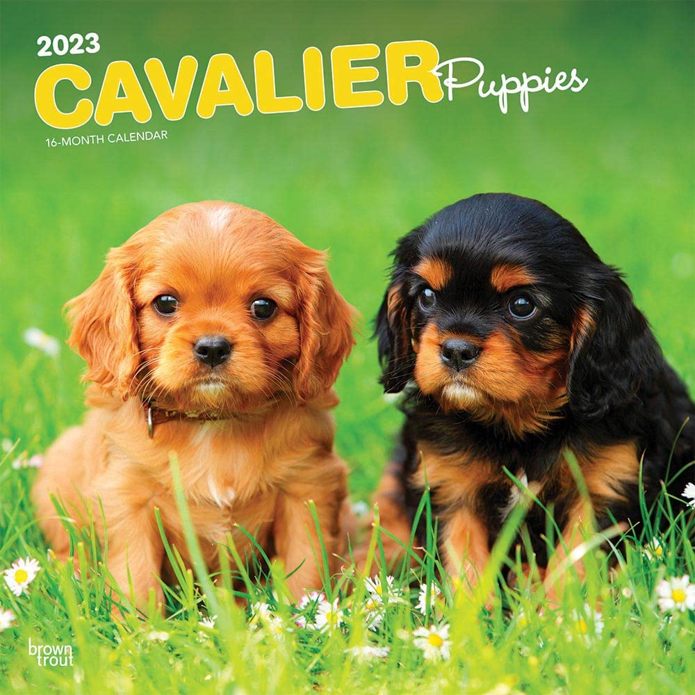 Cavalier King Charles Spaniel Puppies 2023 Square Calendar Calendars