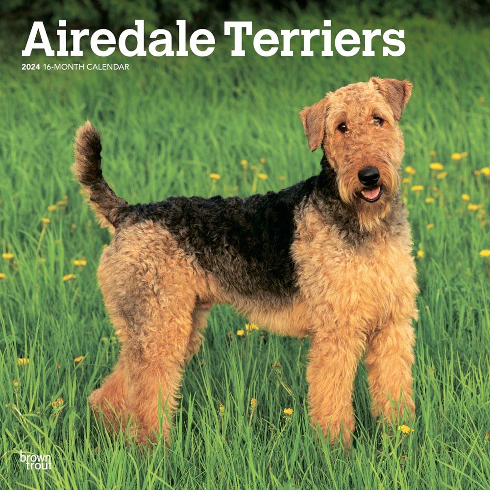 Airedale Terriers 2024 Square Calendars
