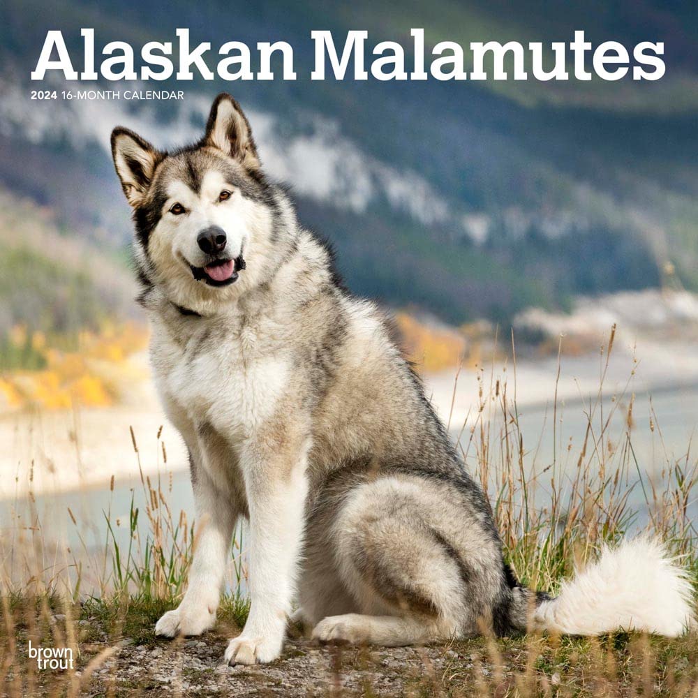 Alaskan Malamutes 2024 Square Calendars
