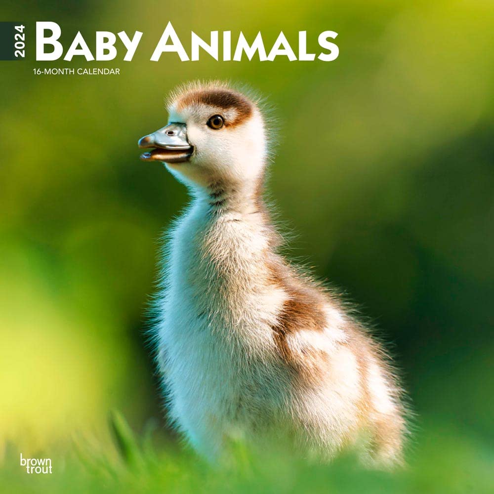 Baby Animals 2024 Square Calendars