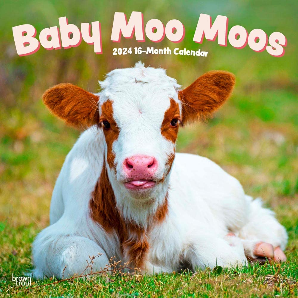 Baby Moo Moos | 2024 12 x 24 Inch Monthly Square Wall Calendar | BrownTrout | Domestic Cows Animals Mathematics