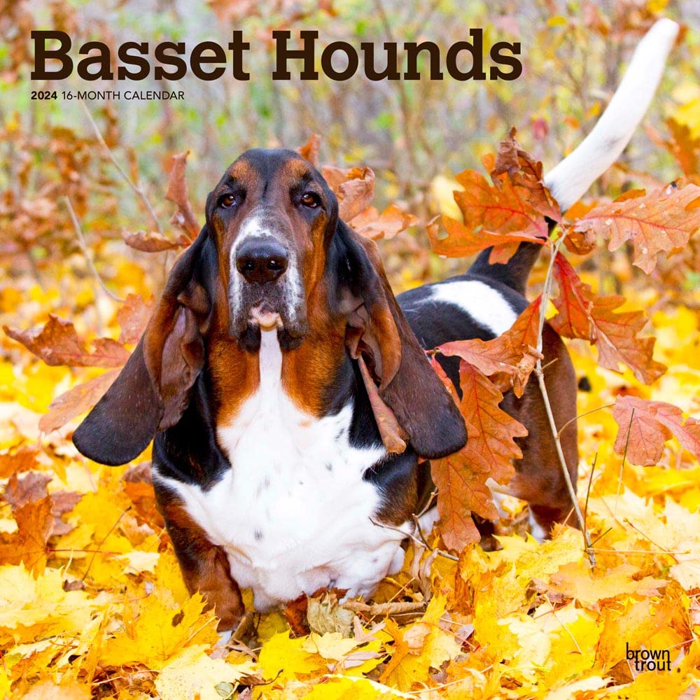 Basset Hounds 2024 Square Calendars
