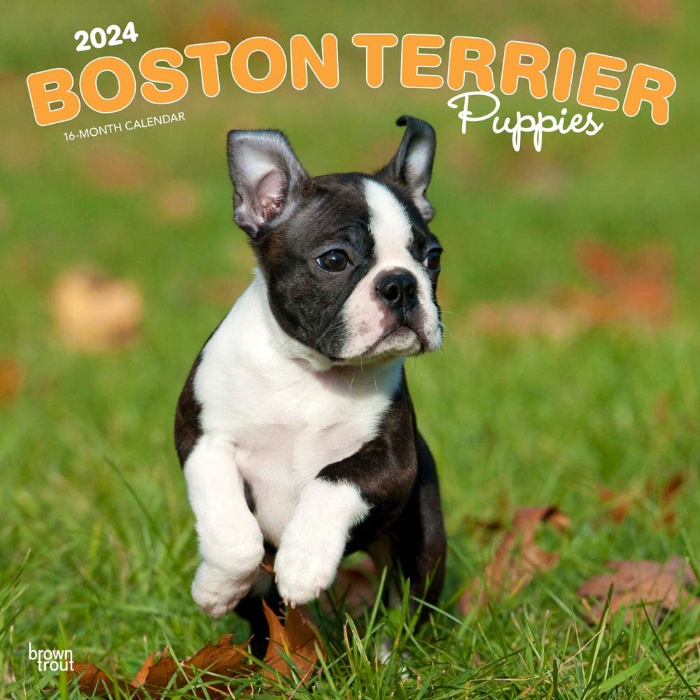 Boston Terrier Puppies | 2024 12 x 24 Inch Monthly Square Wall Calendar | BrownTrout | Animals Dog Breeds Puppy Pets