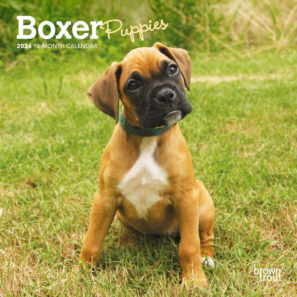 Boxer Puppies | 2024 7 x 14 Inch Monthly Mini Wall Calendar | BrownTrout | Animals Dog Breeds Puppy Pets