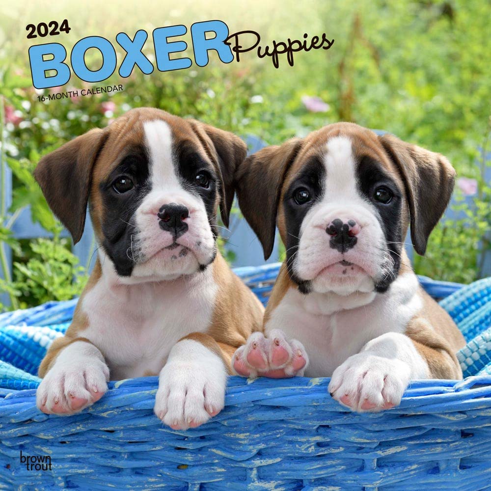 Boxer Puppies 2024 Square Calendars