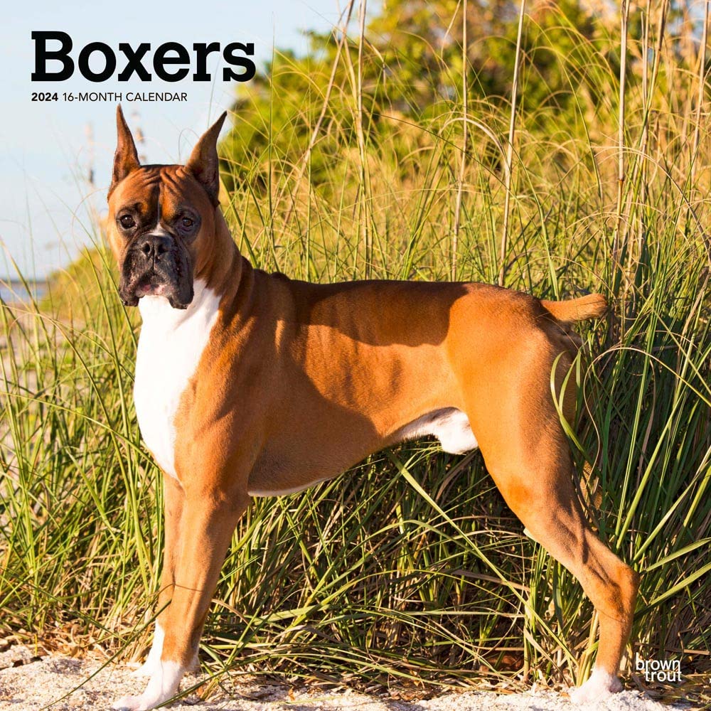 Boxers | 2024 12 x 24 Inch Monthly Square Wall Calendar | BrownTrout | Animals Dog Breeds Pets