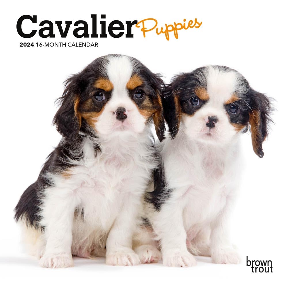 Cavalier King Charles Spaniel Puppies | 2024 7 x 14 Inch Monthly Mini Wall Calendar | BrownTrout | Animals Dog Breeds Puppy Pets