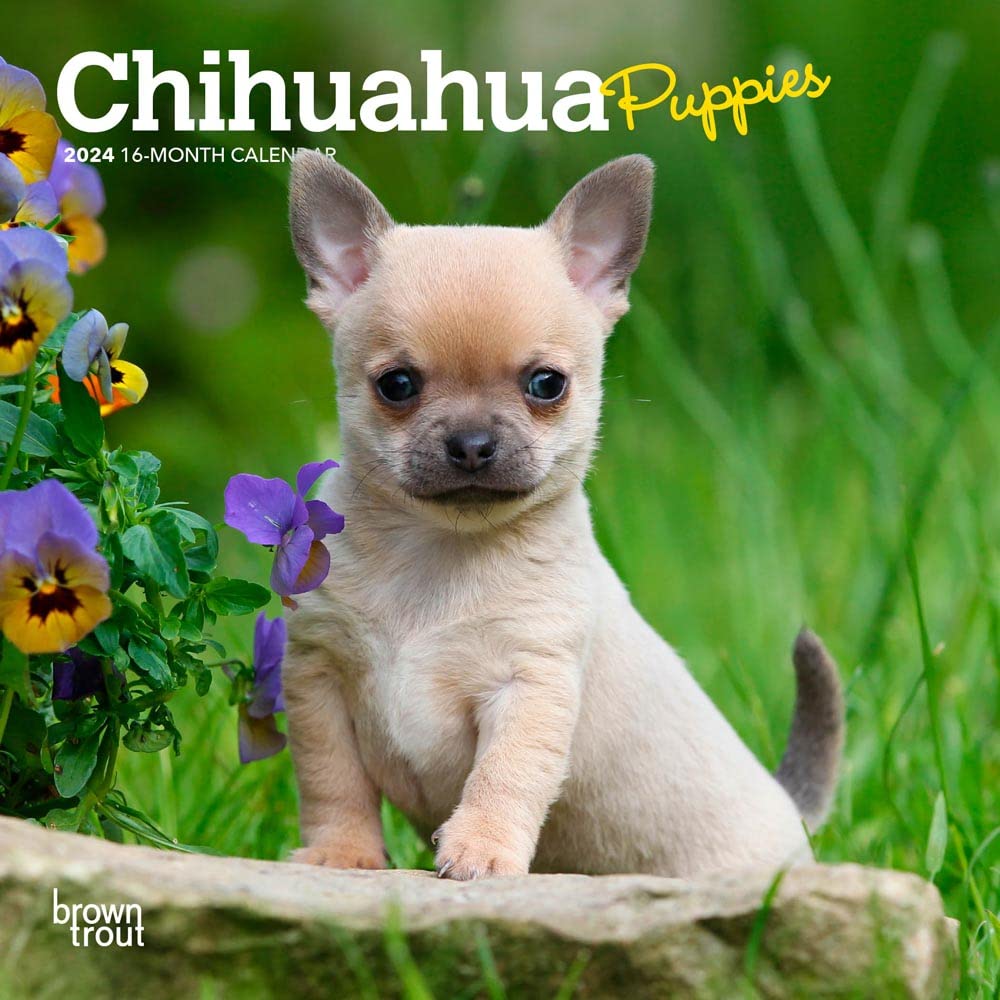 Chihuahua Puppies 2024 Mini 7x7 Calendars