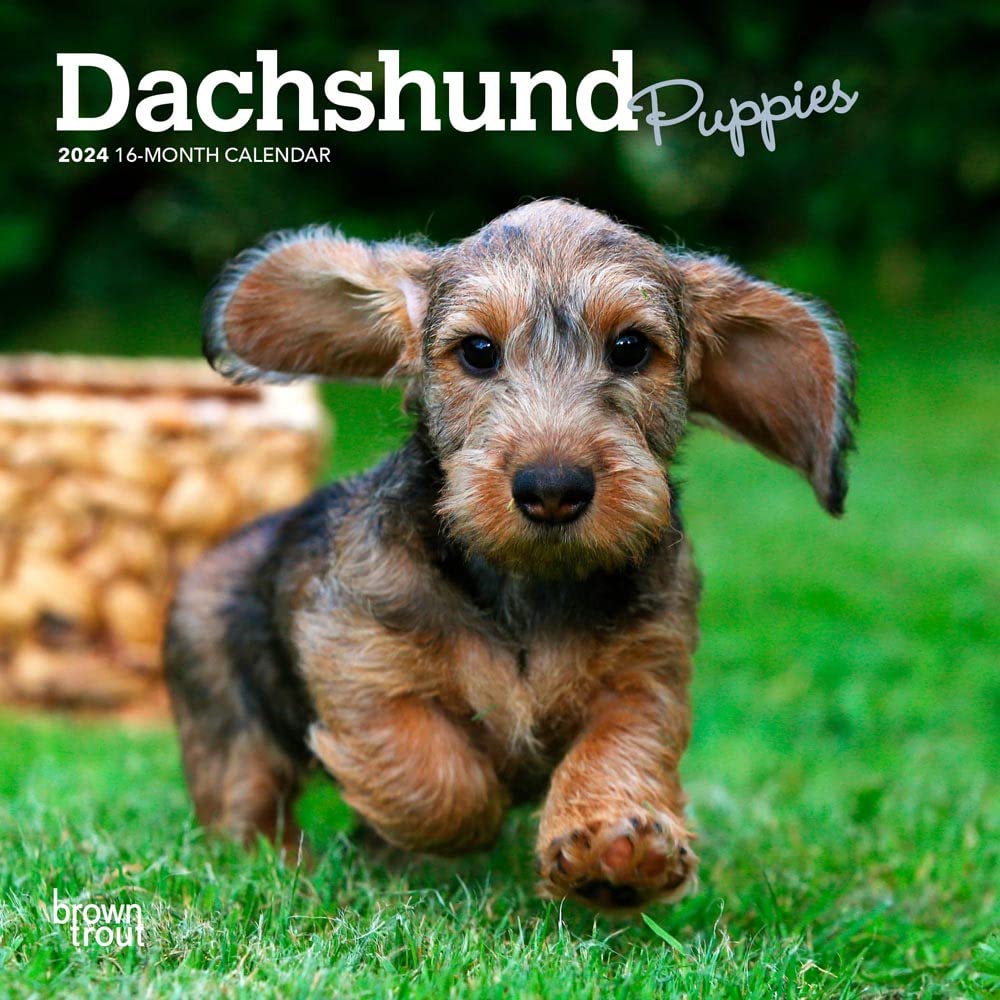 Dachshund Puppies 2024 Mini 7x7 Calendars