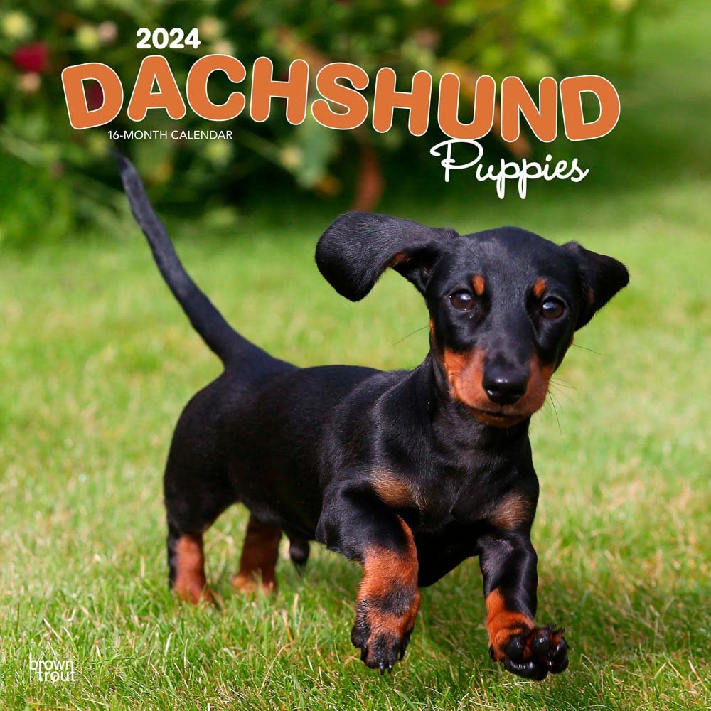 Dachshund Puppies | 2024 12 x 24 Inch Monthly Square Wall Calendar | BrownTrout | Animals Dog Breeds Puppy Pets