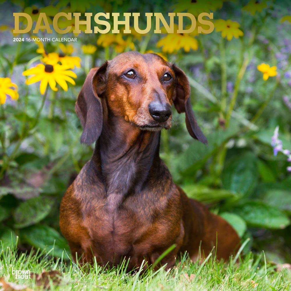 Dachshunds 2024 Square Foil Calendars