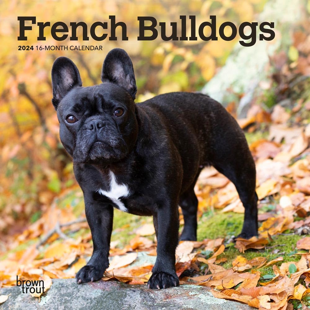 French Bulldogs 2024 Mini 7x7 Calendars