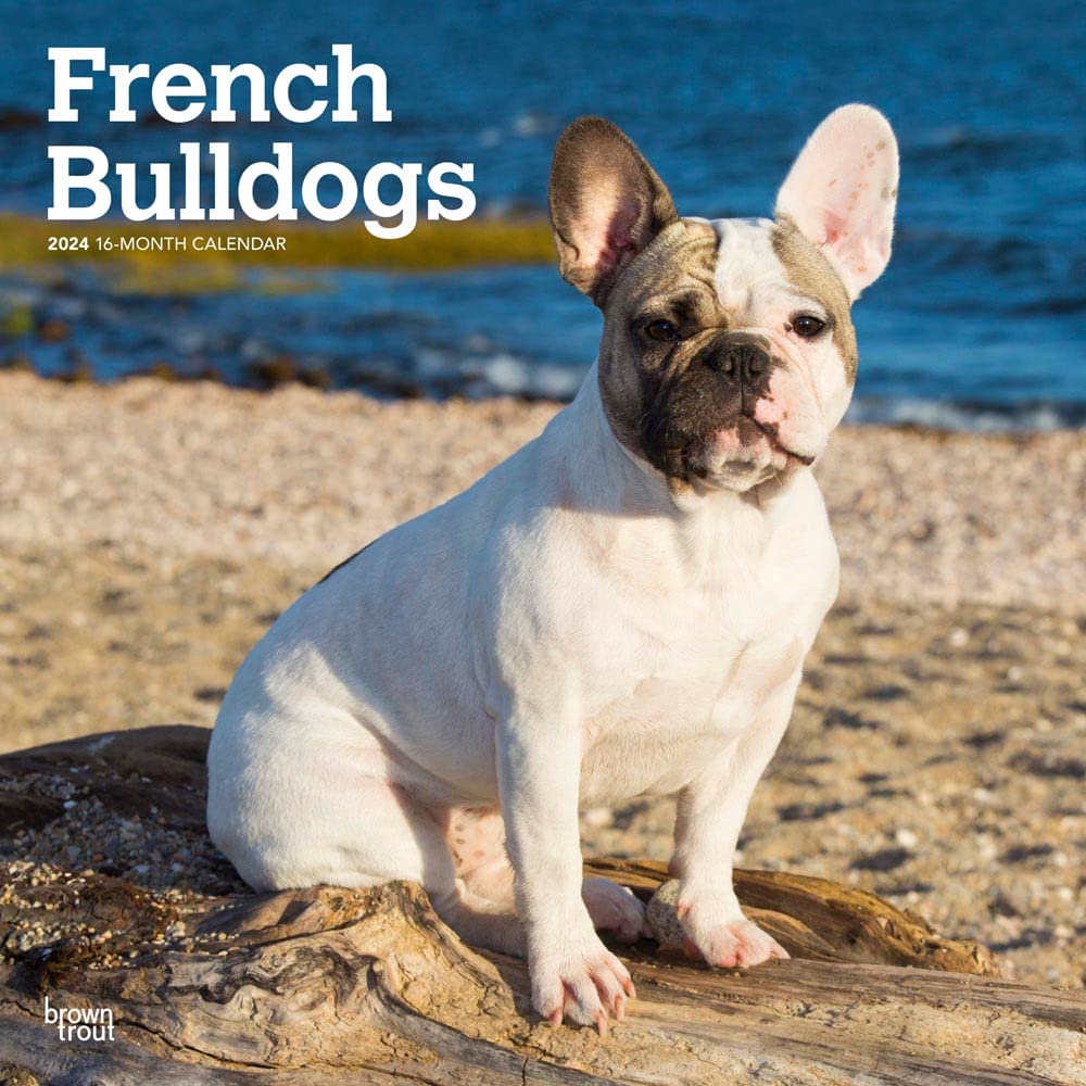 French Bulldogs 2024 Square Calendars