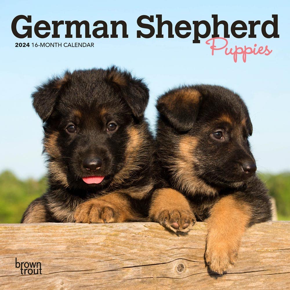 German Shepherd Puppies | 2024 7 x 14 Inch Monthly Mini Wall Calendar | BrownTrout | Animals Dog Breeds Puppy Pets