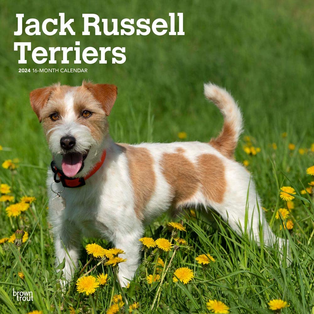 Jack Russell Terriers 2024 Square Calendars