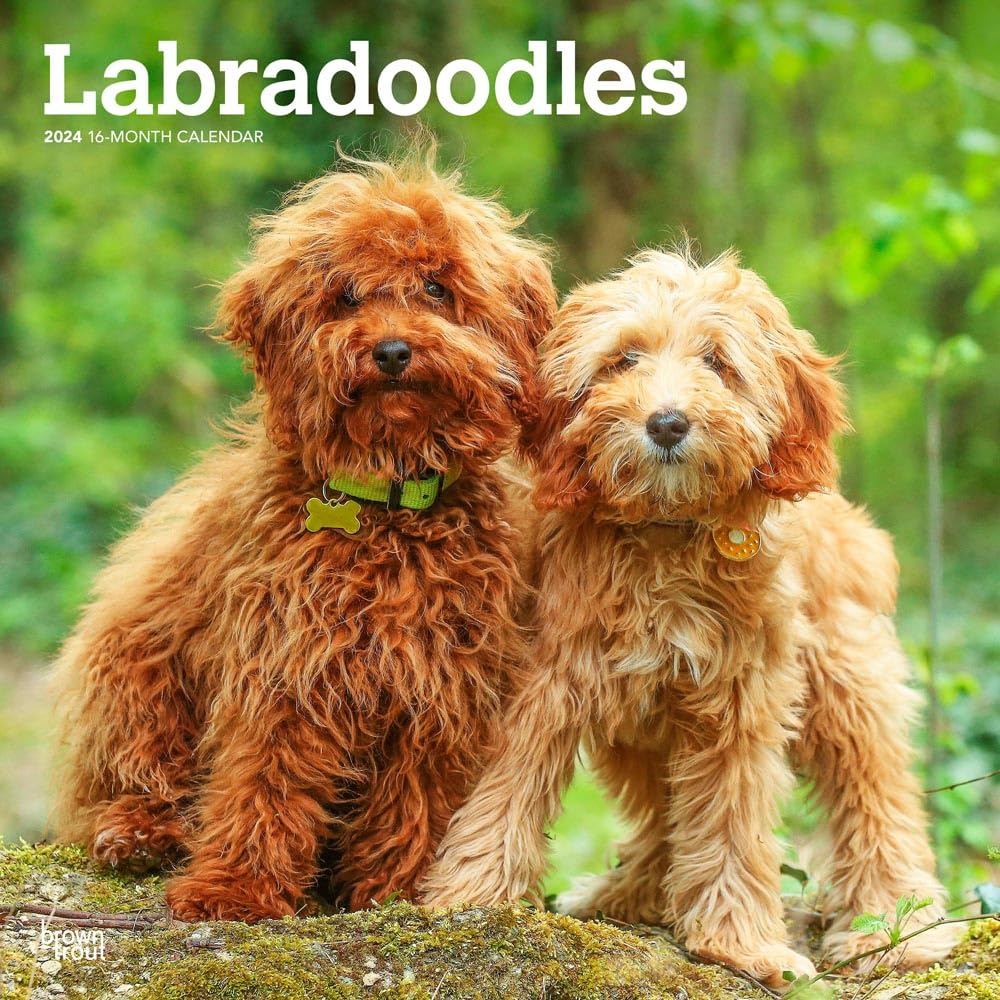 Labradoodles 2024 Square Calendars