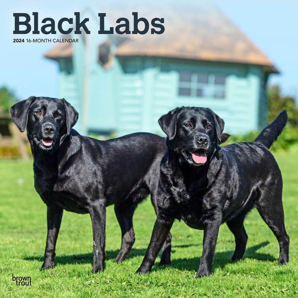 Labrador Retrievers, Black 2024 Square Calendars
