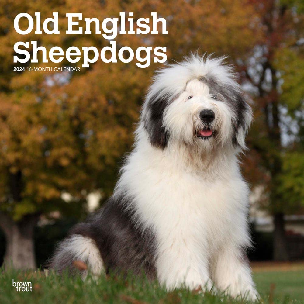 Old English Sheepdogs 2024 Square Calendars