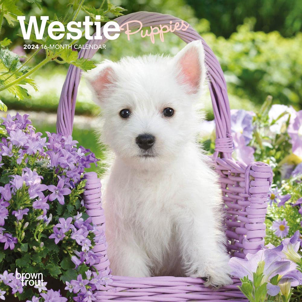 West Highland White Terrier Puppies | 2024 7 x 14 Inch Monthly Mini Wall Calendar | BrownTrout | Animals Dog Breeds Puppy Pets