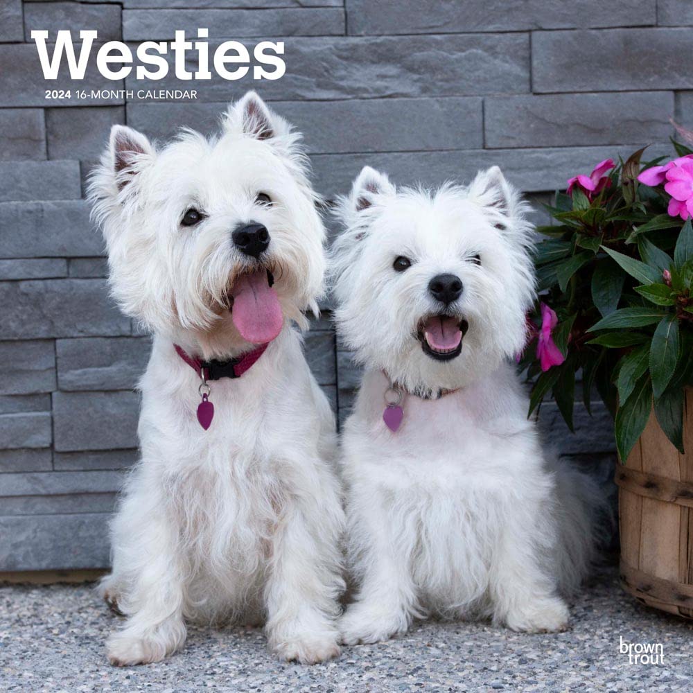 West Highland White Terriers 2024 Square Calendars