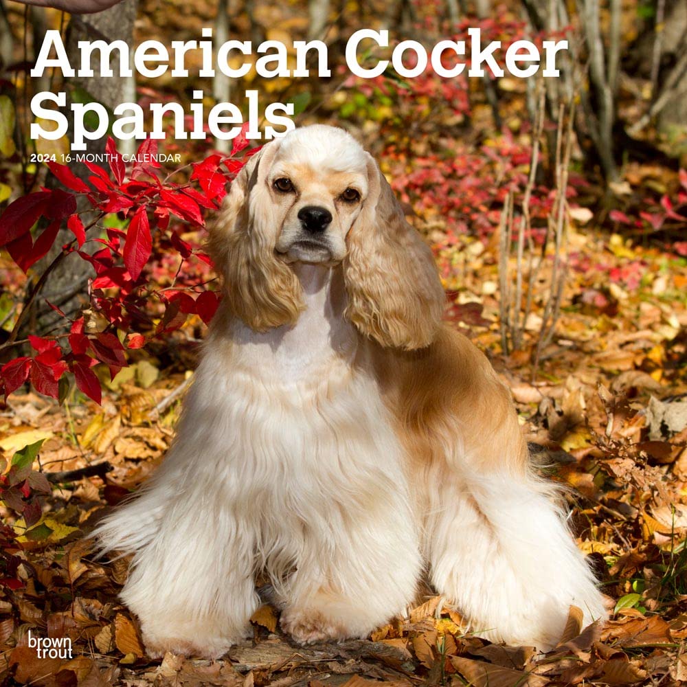 American Cocker Spaniels | 2024 12 x 24 Inch Monthly Square Wall Calendar | BrownTrout | Animals Dog Breeds Books