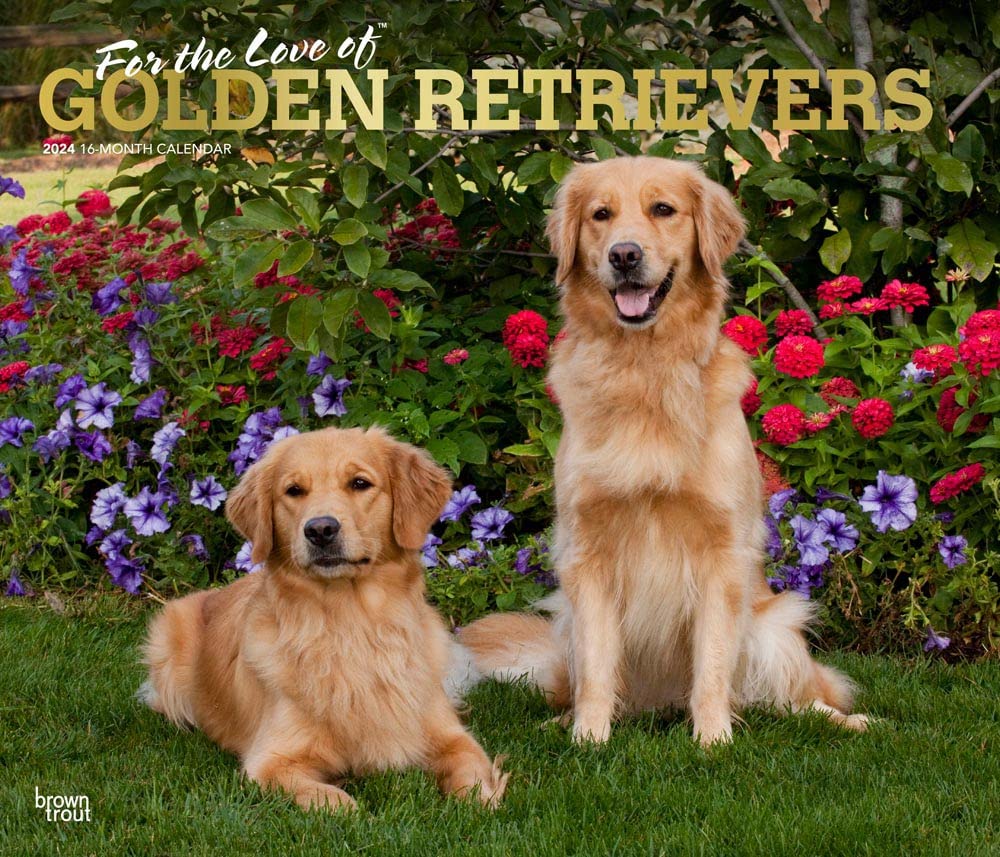 For the Love of Golden Retrievers | 2024 14 x 24 Inch Monthly Deluxe Wall Calendar | Foil Stamped Cover | BrownTrout | Animal Dog Breeds Pets