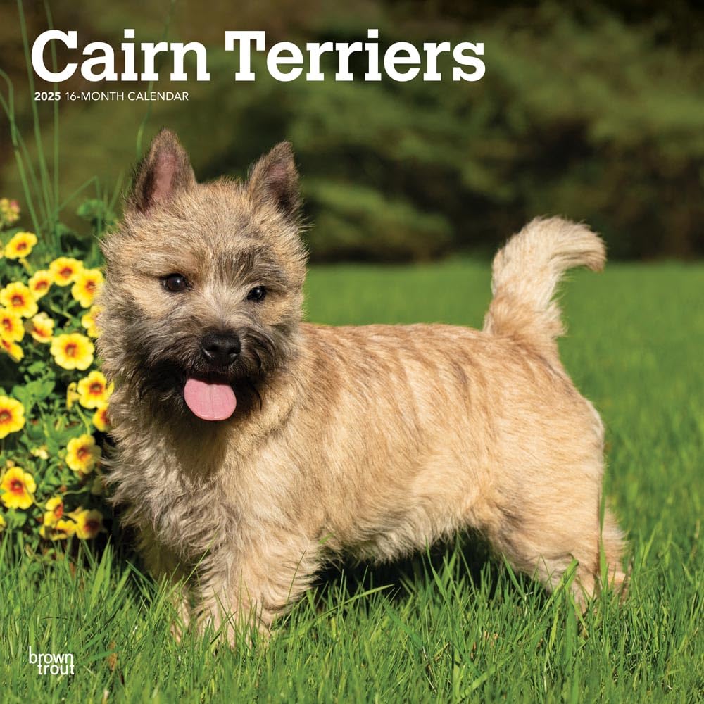 Cairn Terriers | 2025 12 x 24 Inch Monthly Square Wall Calendar | Plastic-Free | BrownTrout | Animals Dog Breeds Books