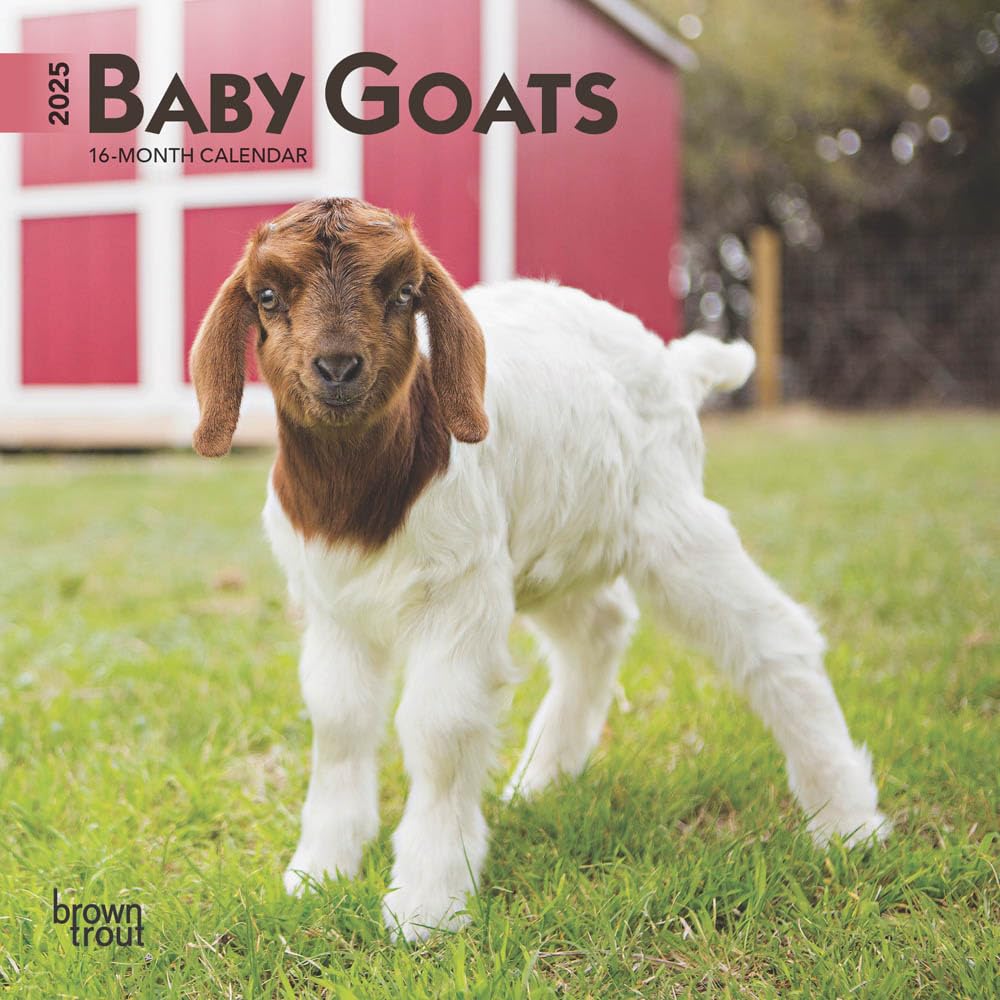Baby Goats | 2025 7 x 14 Inch Monthly Mini Wall Calendar | BrownTrout | Domestic Animals Mathematics