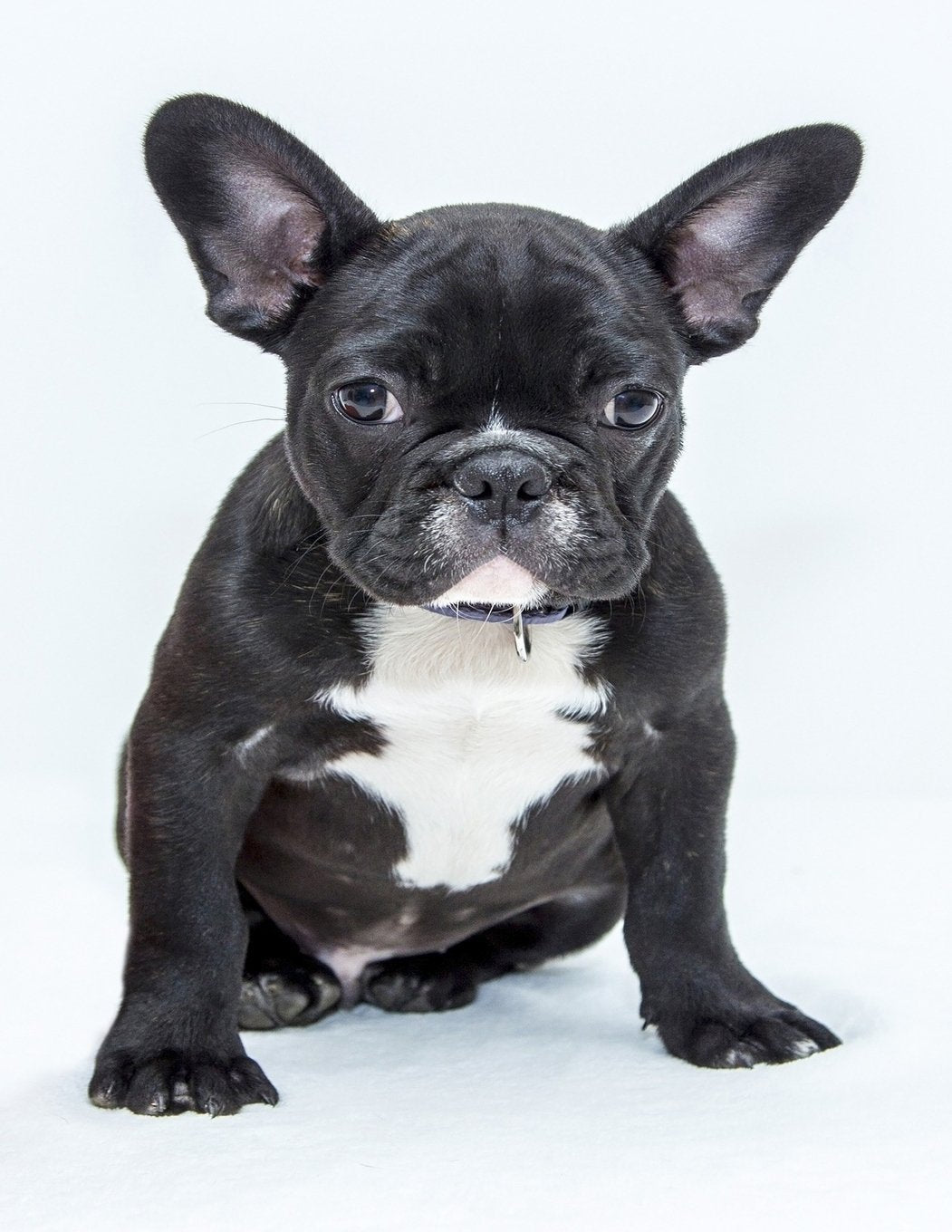 French Bulldog Notebook: 8.5 X 11 202 Wide Ruled Pages Pets