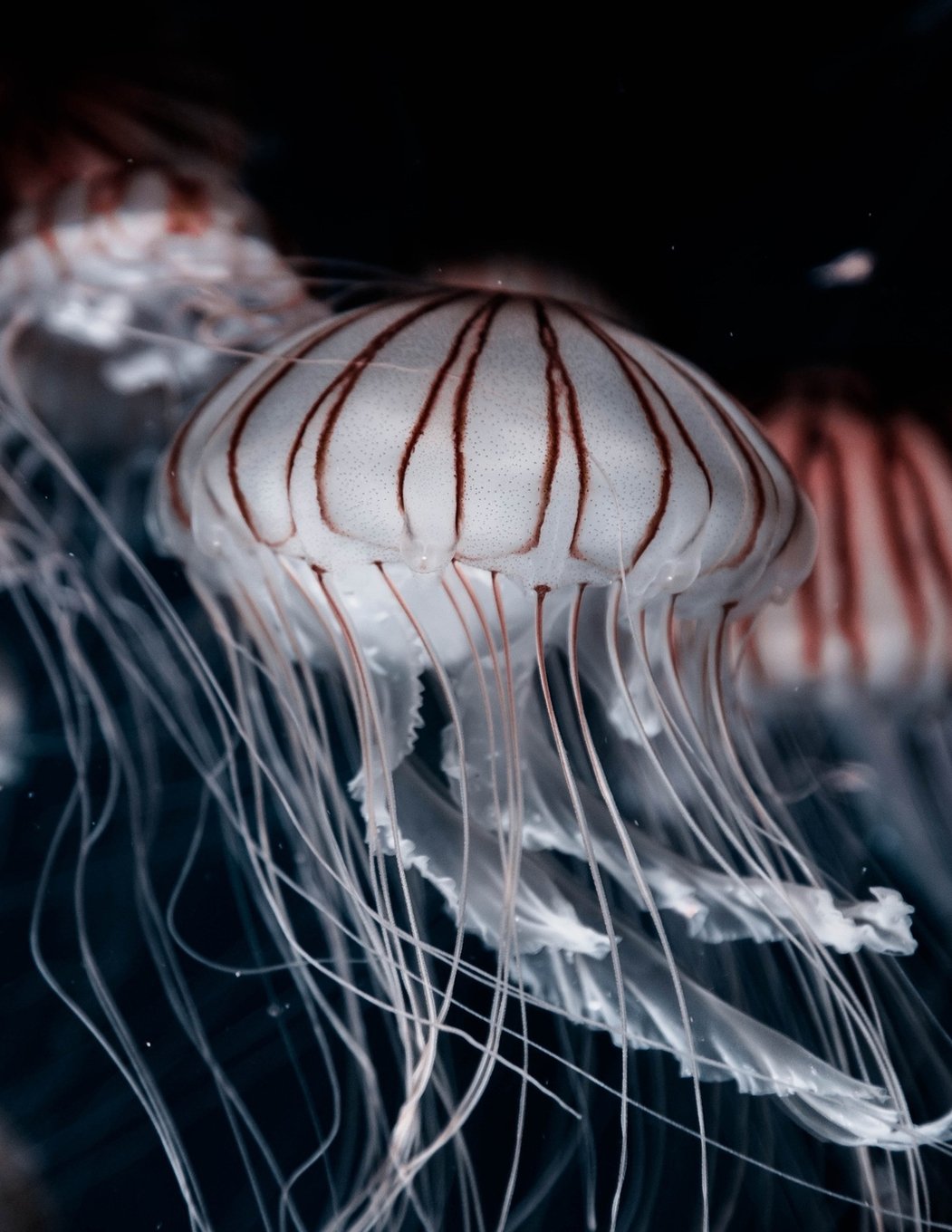 Jellyfish Notebook: 8.5 X 11 202 Wide Ruled Pages Mathematics