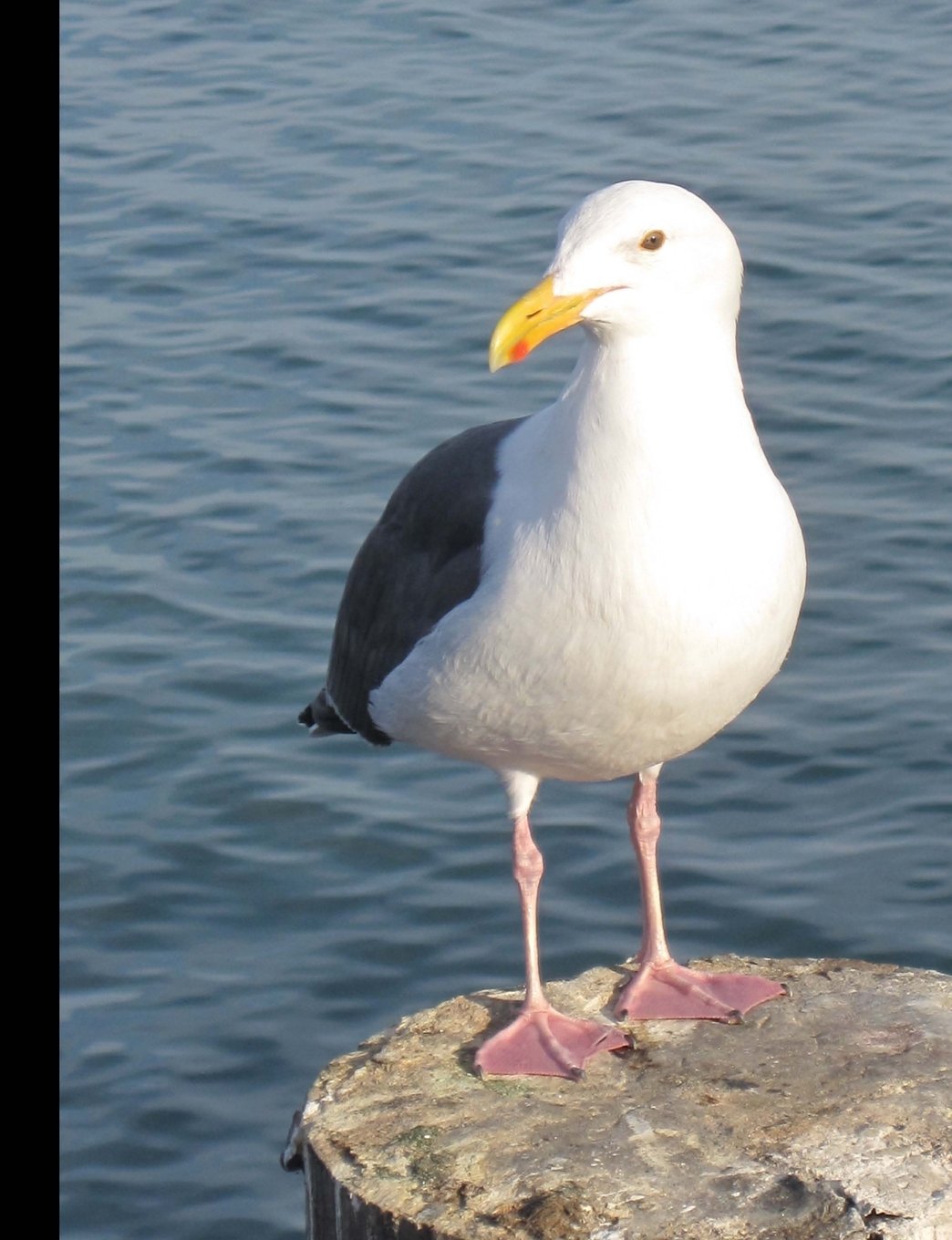 Western Gull Seagull Graph Paper Composition Notebook: Square Graph Paper, quad ruled, 1/4 inch Squares, 160 pages, (Pacific Coast Bird Series, Band 4) Books