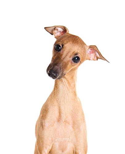 Journal: Italian Greyhound Puppy (Fawn) Notebook Pets