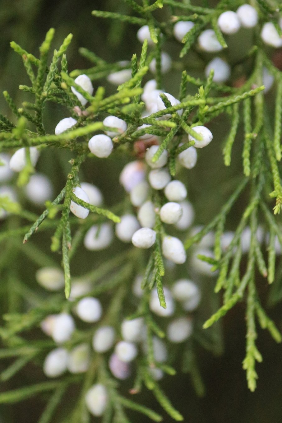 White Berries (Project/Holiday Planner): 6 x 9, Project/Daily Planner, Medium Ruled, Soft Cover Mathematics