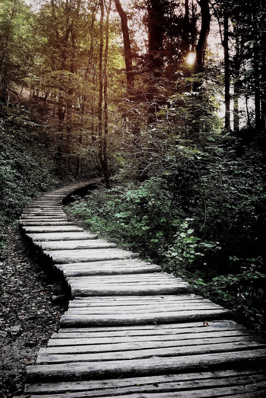 Forest: 150 Lined Journal Pages / Diary / Notebook Featuring Nature Pathway Walkway through the Woods Forest on the Cover Books