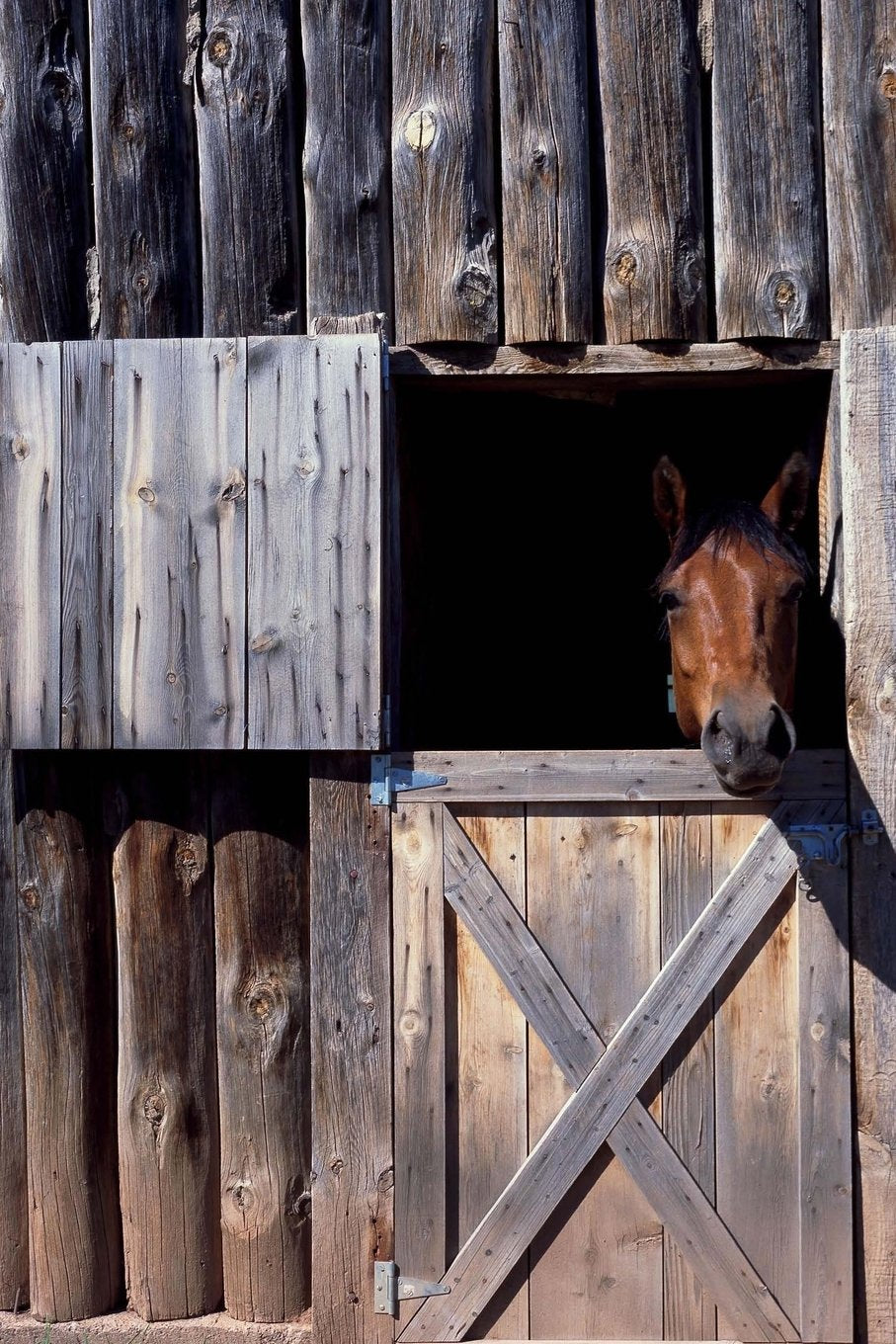 Horse: 150 Lined Journal Pages / Diary / Notebook Featuring a Horse Cozy in the Barn Stable on the Cover Books