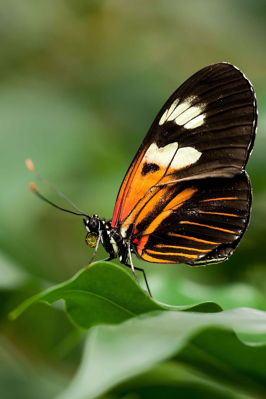Butterfly: 150 Lined Journal Pages / Diary / Notebook Featuring Beautiful Wild Orange Butterfly on the Cover Books