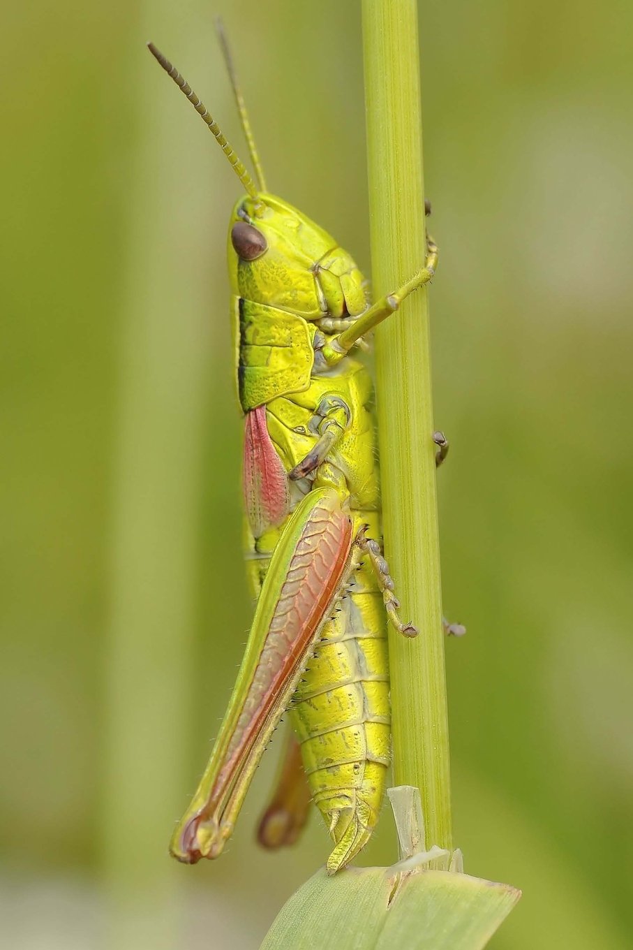 Grasshopper: 150 Lined Journal Pages / Diary / Notebook Featuring a Green Grasshopper Insect Bug on the Cover Books